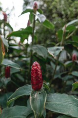 lush green jungle plants tropical natural environment feel