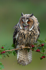 Naklejka premium Beautiful long-eared owl (Asio otus) on a branch in Gelderland in the Netherlands with a dark background .