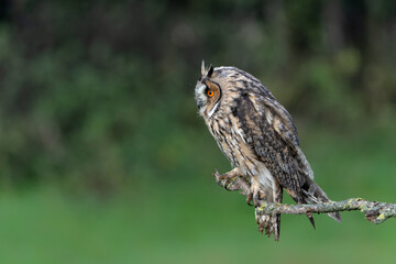 Beautiful long-eared owl (Asio otus) on a branch in Gelderland in the Netherlands with a dark background .