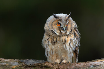 Beautiful long-eared owl (Asio otus) on a branch in Gelderland in the Netherlands with a dark background .