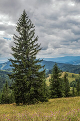 Landscapes - Forest - Europe, Romania, Suceava region