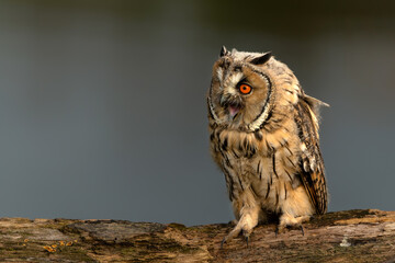 Beautiful long-eared owl (Asio otus) on a branch in Gelderland in the Netherlands with a dark background .