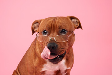  A scholarly looking Staffordshire Bull Terrier dog sports a pair of glasses, giving it an intellectual air against a soft pink backdrop