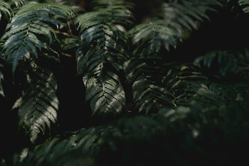 lush green jungle plants tropical natural environment feel