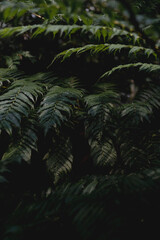 lush green jungle plants tropical natural environment feel