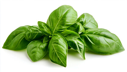 Fototapeta premium basil leaves isolated on white background