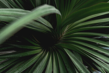 lush green jungle plants tropical natural environment feel