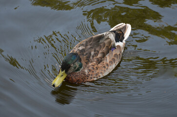 утка плывет по воде
A duck swims on the water