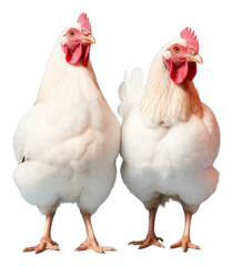 Fototapeta premium PNG White and brown hen chicken poultry animal.