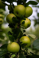 There are many apple trees on the branch. A young, fertile apple tree. Apples