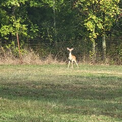 Deer in a field