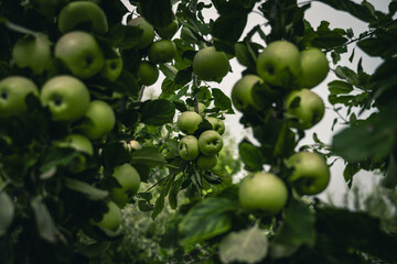There are many apple trees on the branch. A young, fertile apple tree. Apples