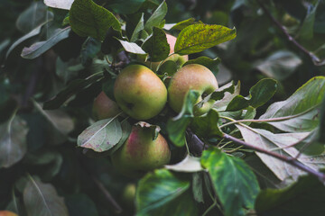 There are many apple trees on the branch. A young, fertile apple tree. Apples