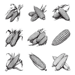 Set of corn vector illustrations - hand drawn corn - black and white corn isolated on white background