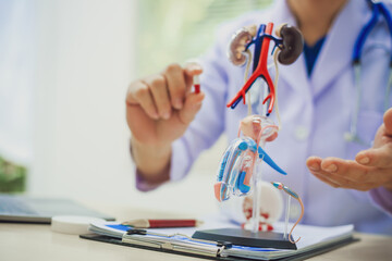 Urologist measures penis size