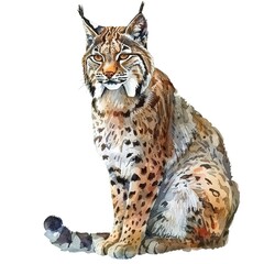 Bobcat watercolor fantasy animal cartoon isolated whitebackground