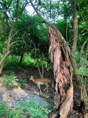 fawn in the forest