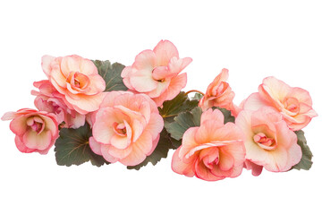 Fototapeta premium High-quality image of exquisite begonia flowers, isolated on a pristine transparent background, highlighting their unique textures and shades.