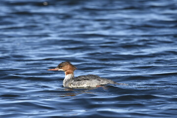 Common merganser on the Baltic Sea, Poland