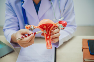 Urologists measure the size of the female genitalia using the Female Genital Health Examination.