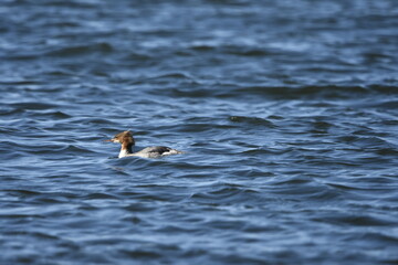 Common merganser on the Baltic Sea, Poland