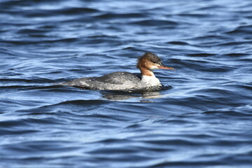 Common merganser on the Baltic Sea, Poland