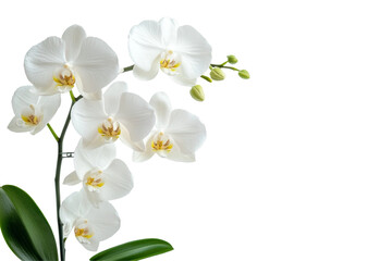 Obraz premium Beautiful Moon Orchid plant displayed in an exquisite pot, highlighting its rich colors and delicate blooms, creating an elegant focal point in any setting.