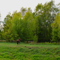 horse in the field