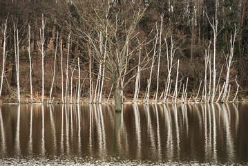 Mature birch trees in water