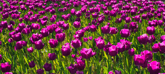 field of flowers