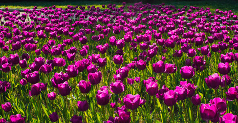 field of pink tulips
