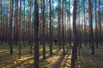 autumn in the forest