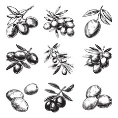 Set of olive vector illustrations - hand drawn olive - black and white olive isolated on white background