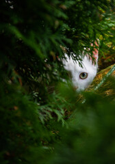white cat in the bushes