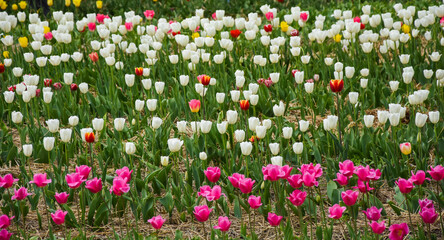 field of tulips