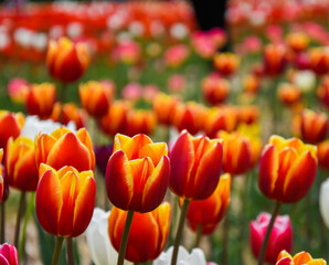 field of tulips