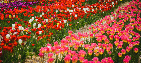 flowers in the garden
