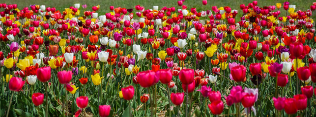 field of tulips
