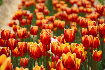red and yellow tulips