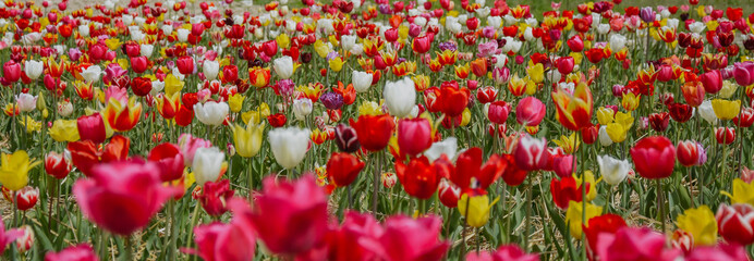 field of tulips