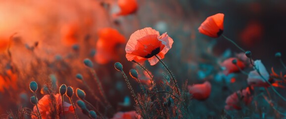 A single poppy flower stands tall against a field of red and blue hues, with the setting sun casting a warm glow on the scene.