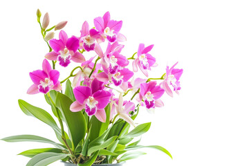 Fototapeta premium Striking presentation of Dendrobium orchids arranged in a pot, gracefully isolated against a clear transparent background, emphasizing their charm and elegance.
