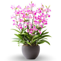 Naklejka premium A captivating arrangement of Dendrobium orchids in a pot, arranged elegantly against a pristine transparent background, showcasing their charm and vibrant colors.