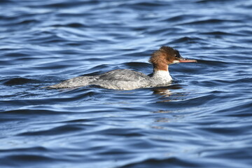 Common merganser on the Baltic Sea, Poland