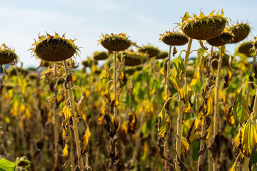 Sonnenblumen beim Verwelken
