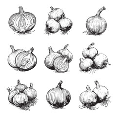 Set of onion vector illustrations - hand drawn onion - black and white onion isolated on white background