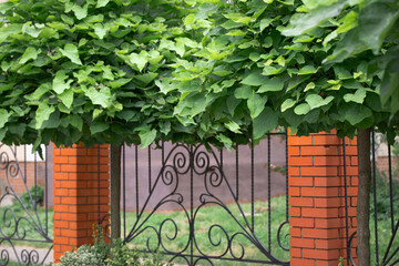 garden fence metallic forge pattern gates privacy space outdoor yard green leafy bush landscaped place