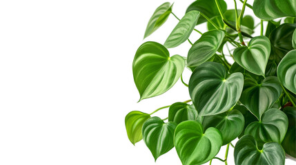 Obraz premium Stunning display of Heartleaf Philodendron leaves elegantly isolated against a pure transparent background. Nature concept