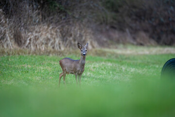 Deer in search of food in spring