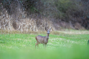 Deer in search of food in spring